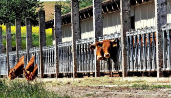 Agrarbetrieb Keitel - 99718 Clingen Agrarbetrieb Keitel - 99718 Clingen