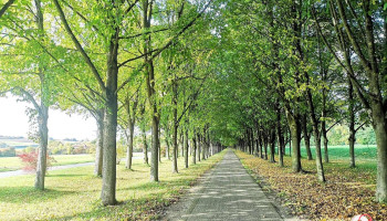 Baille Maille Allee - Die Lindenallee - 95502 Himmelkron