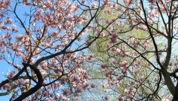 Felix Schloeßer Garten- und Landschaftsbau GmbH - 50859 Köln Felix Schloeßer Garten- und Landschaftsbau GmbH - 50859 Köln