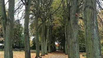 Friedhof Jarmen - Jarmen