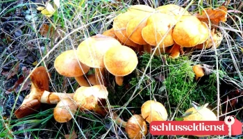 Schlosserei Wietze - Wietze