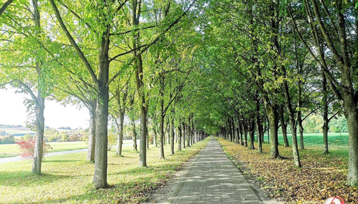 Baille Maille Allee - Die Lindenallee - 95502 Himmelkron
