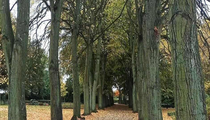 Friedhof Jarmen -  Alle - Jarmen