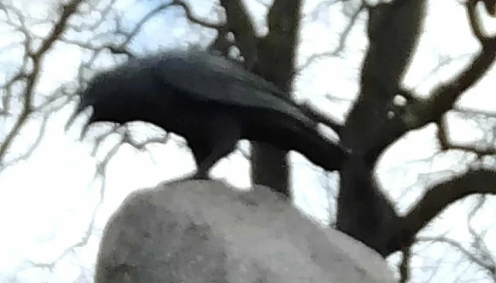 Rabenkreisel Raben Steinfeld -  Rabatte - Raben Steinfeld