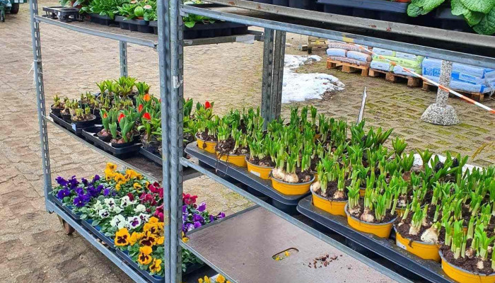 Uschis Gartencenter Innenansichten - Zarrentin Am Schaalsee